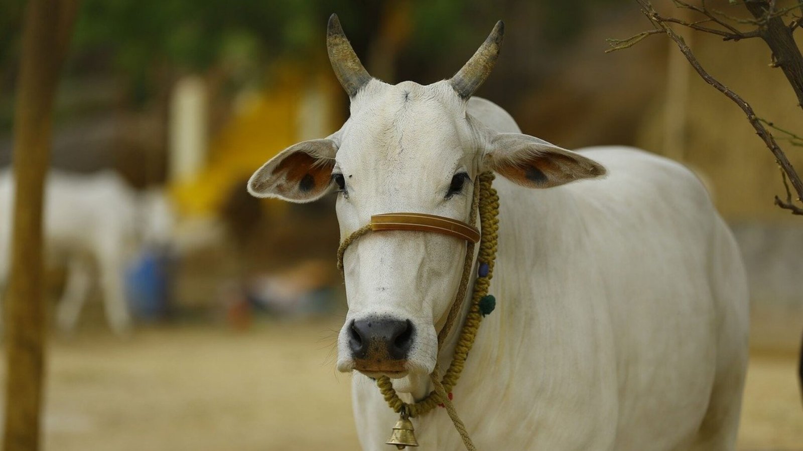 Cow Dung Hindi Word